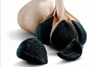 Health Product Black Garlic Oil Extract 99% Purity